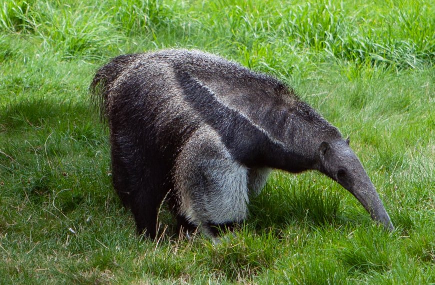 Image of a giant anteater